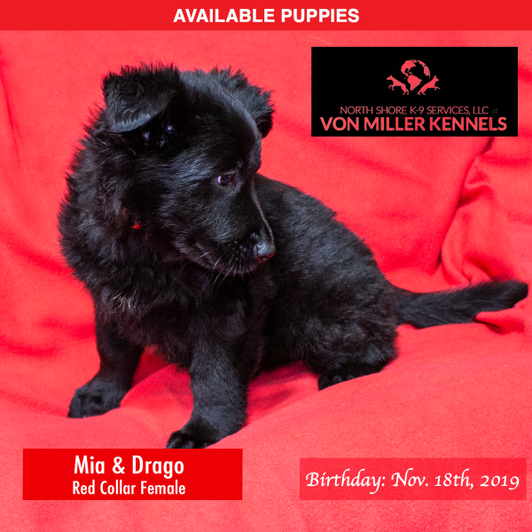 Von-Miller-Kennels_Puppies-German-Shepherds-11-18-2019-litter-Red-Female